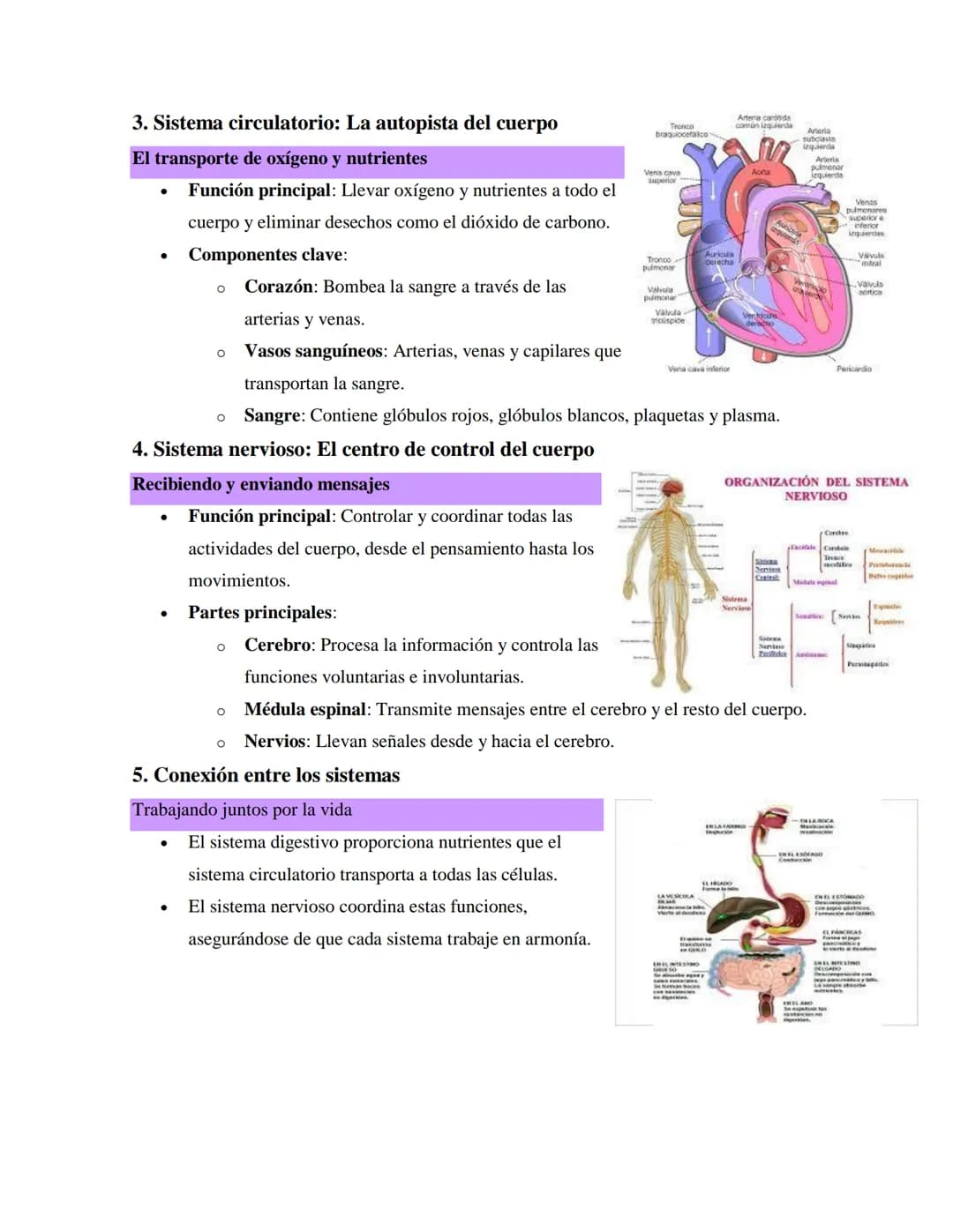 El cuerpo humano: sistemas digestivo, circulatorio y nervioso
1. Introducción: El cuerpo humano como una máquina perfecta
Coordinación y tra