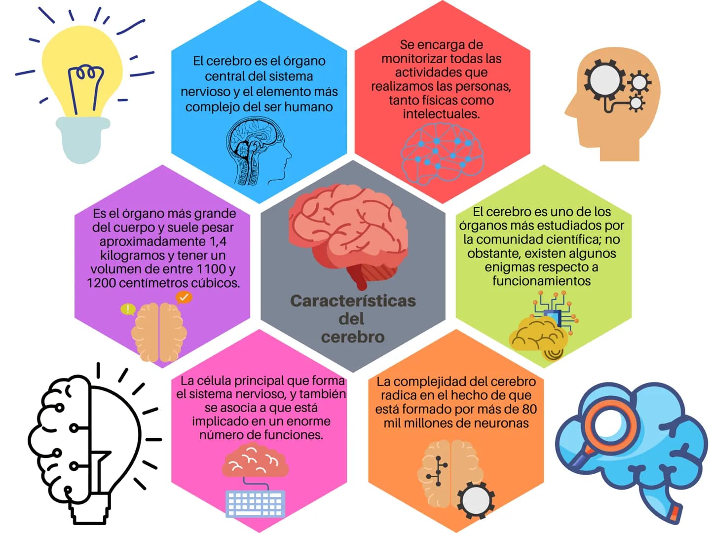 -197-
El cerebro es el órgano
central del sistema
nervioso y el elemento más
complejo del ser humano
Se encarga de
monitorizar todas las
act