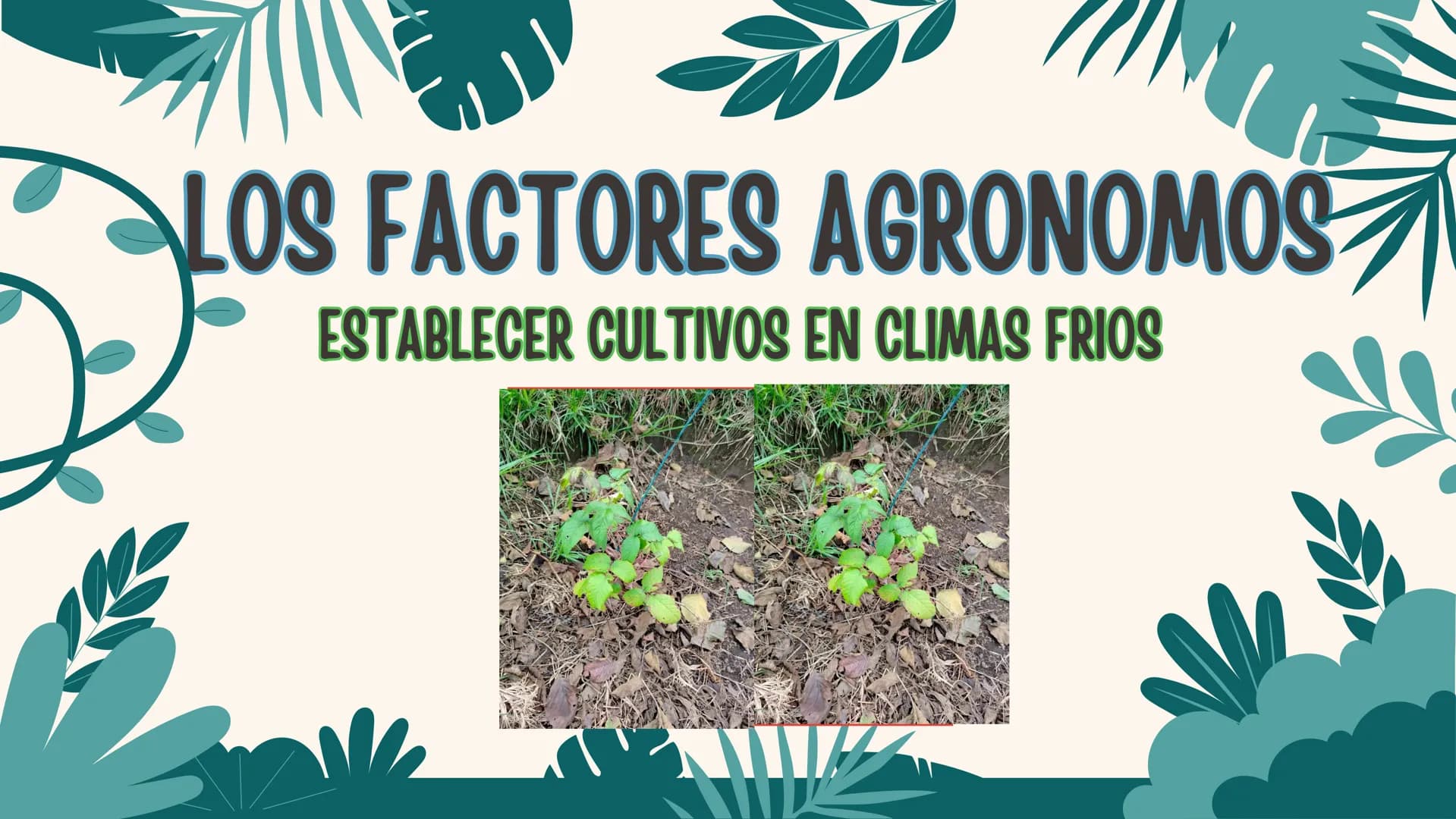 LOS FACTORES AGRONOMOS
ESTABLECER CULTIVOS EN CLIMAS FRIOS ¿QUE ES?
Los factores agronómicos para
establecer un cultivo comercial en
climas 