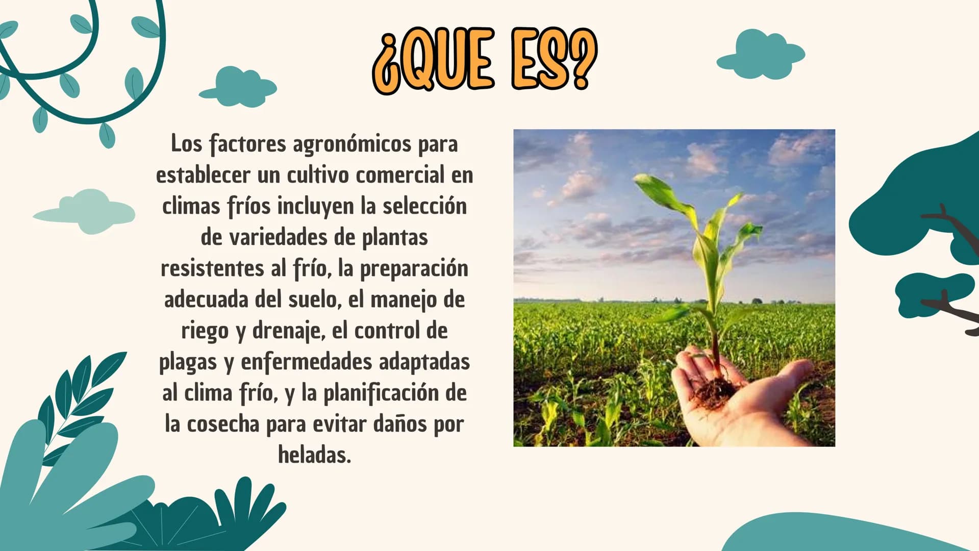 LOS FACTORES AGRONOMOS
ESTABLECER CULTIVOS EN CLIMAS FRIOS ¿QUE ES?
Los factores agronómicos para
establecer un cultivo comercial en
climas 