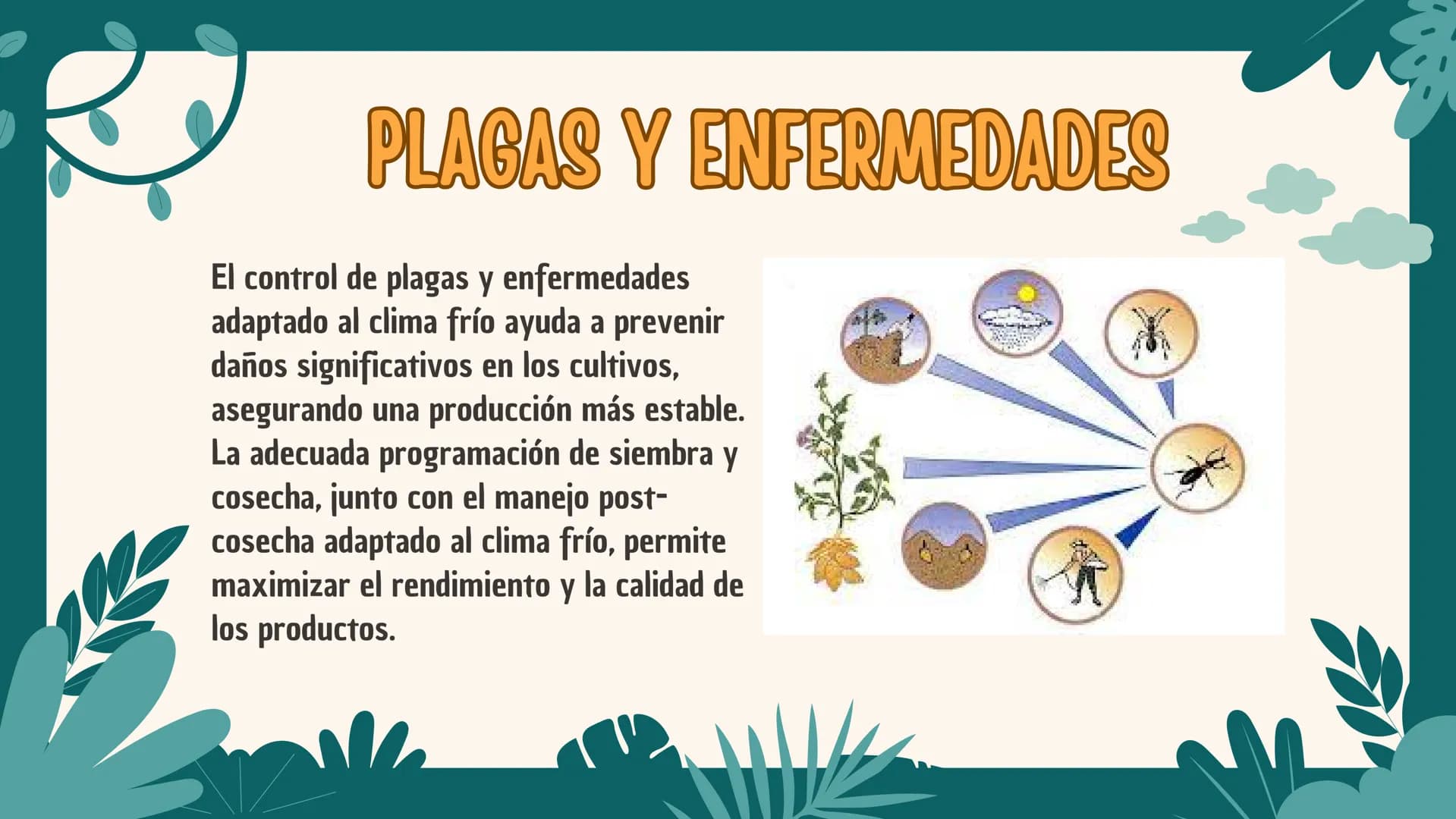 LOS FACTORES AGRONOMOS
ESTABLECER CULTIVOS EN CLIMAS FRIOS ¿QUE ES?
Los factores agronómicos para
establecer un cultivo comercial en
climas 