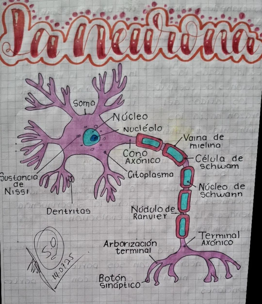 Soma

Núcleo
Nucleolo

Vaina de
mielina

Cono
Axónico
Célula de
schwam

Citoplasma

Núcleo de
Schwann

Sustancia
de
NISSI

Dentritas

5.0
14