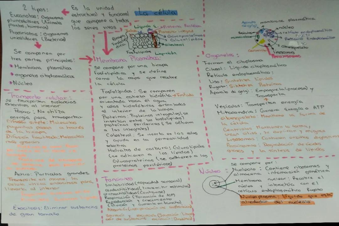 Célula/contenido de histología 