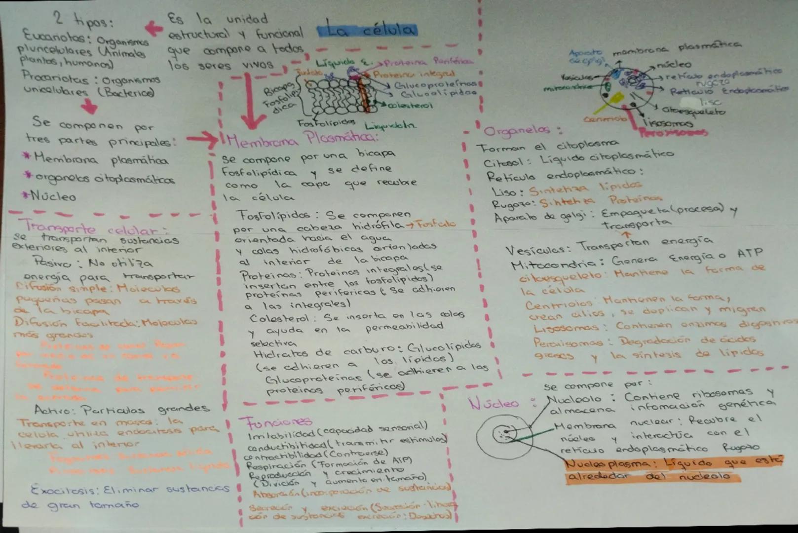 2 tipos:
Es la unidad
estructural y funcional La célula
Eucanotas: Organismes
plunicelulares Animales que compone a todos
plantas, humanos)
