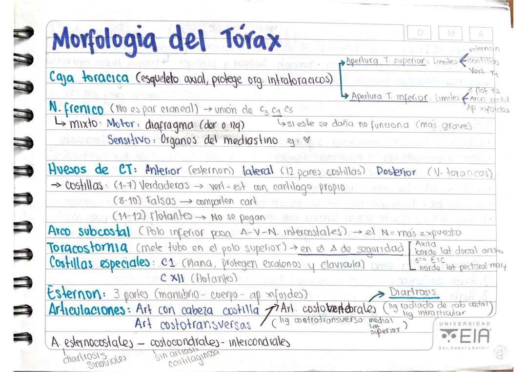 Morfología de torax
