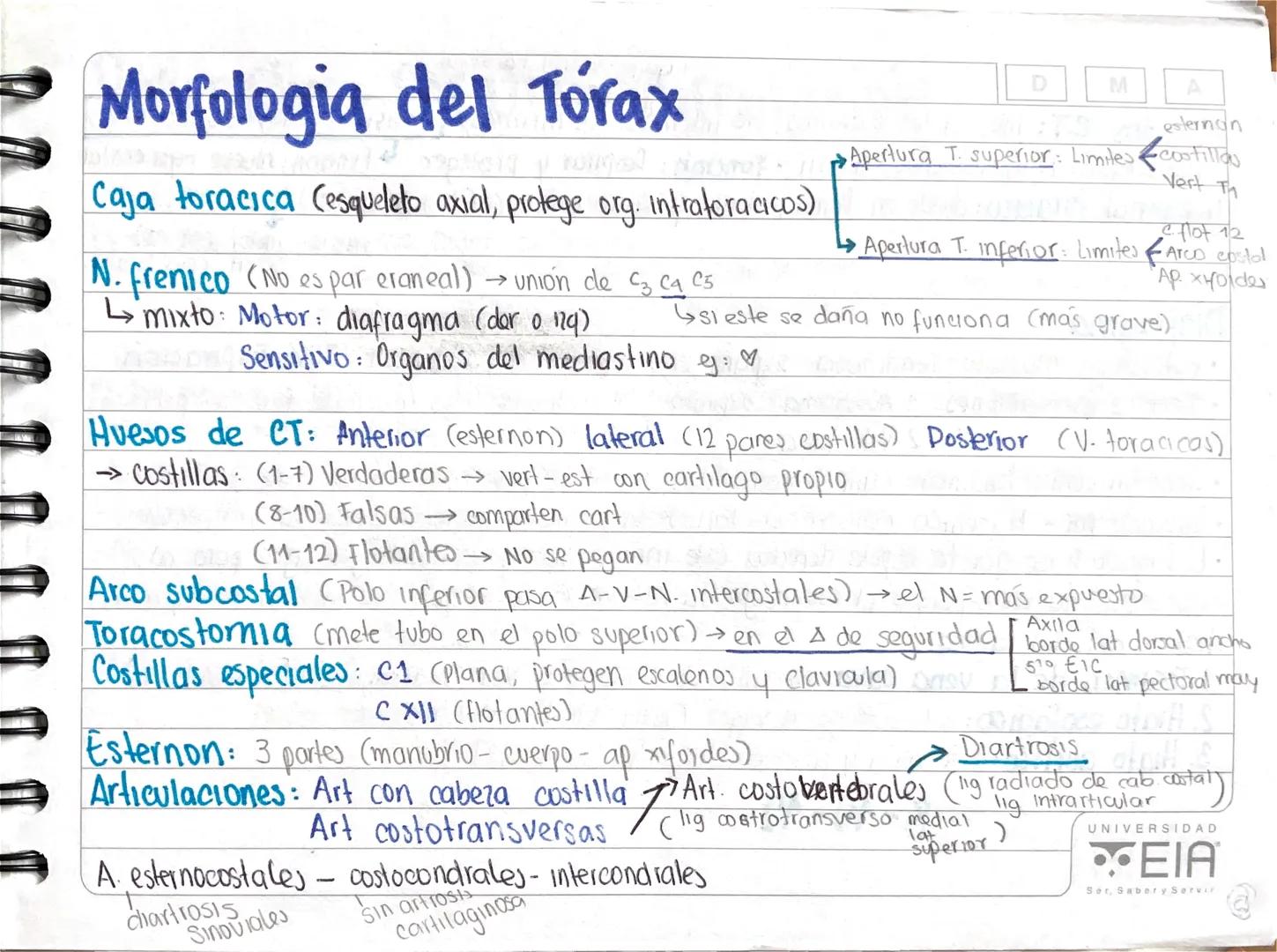 Morfologia del Torax
map4
Caja toracica Cesqueleto axial, protege org. Intratoracicos)
→ union de C3 C4 C5
N. frenico (No es par eraneal)
mi