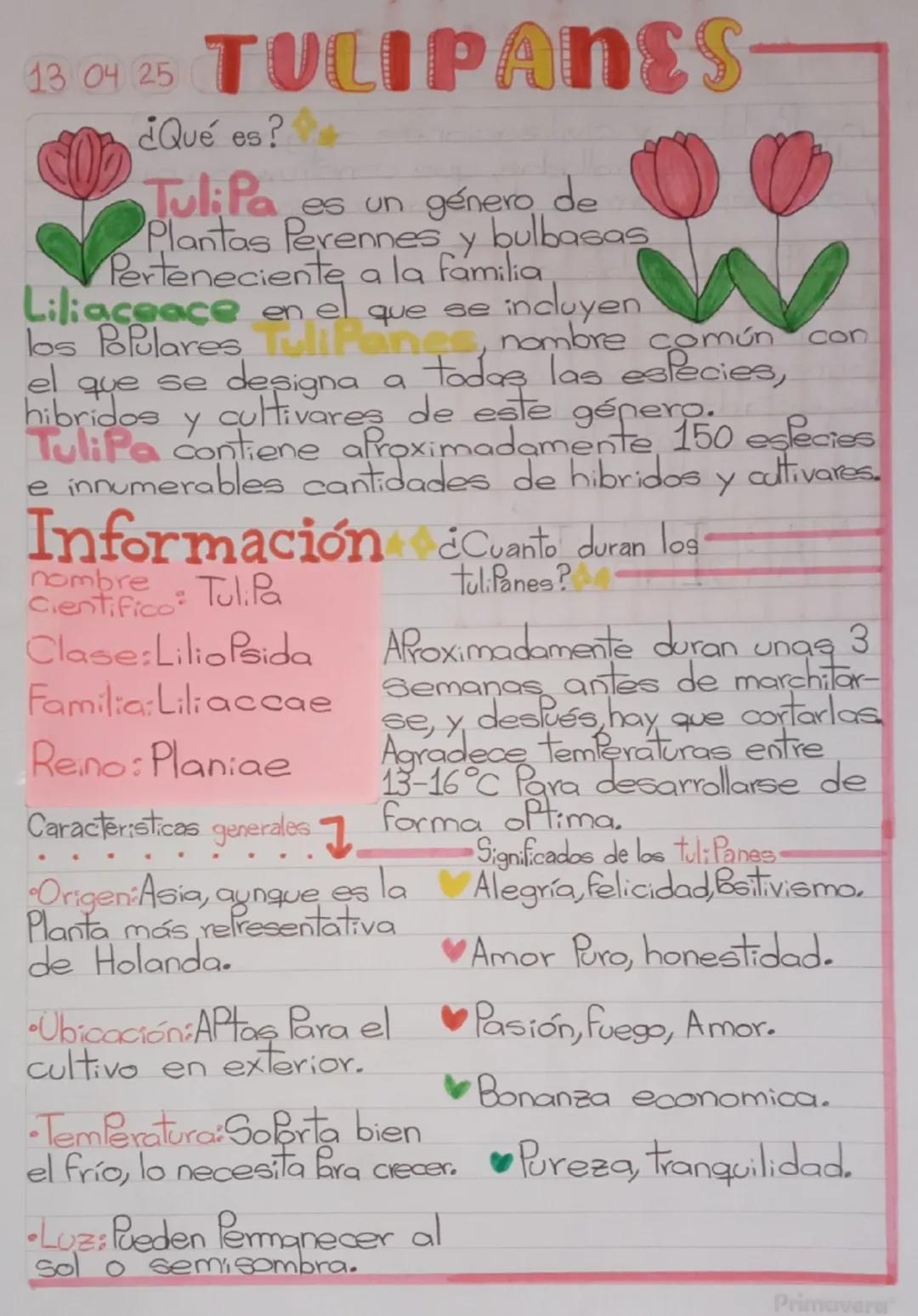 13 04 25 TULIPANES
¿Qué es?
Tulipa es un género de
Plantas Perennes y bulbasas
Perteneciente a la familia
Liliaceace en el que se incluyen
l
