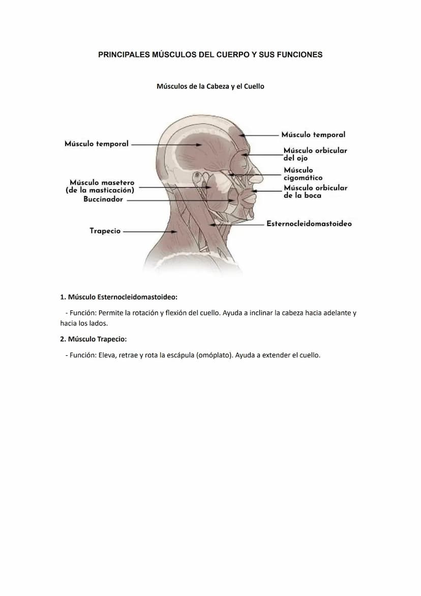 PRINCIPALES MÚSCULOS DEL CUERPO Y SUS FUNCIONES
Músculos de la Cabeza y el Cuello
Músculo temporal
Músculo masetero
(de la masticación)
Bucc