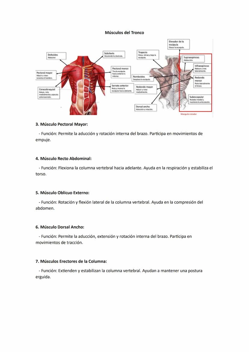 PRINCIPALES MÚSCULOS DEL CUERPO Y SUS FUNCIONES
Músculos de la Cabeza y el Cuello
Músculo temporal
Músculo masetero
(de la masticación)
Bucc