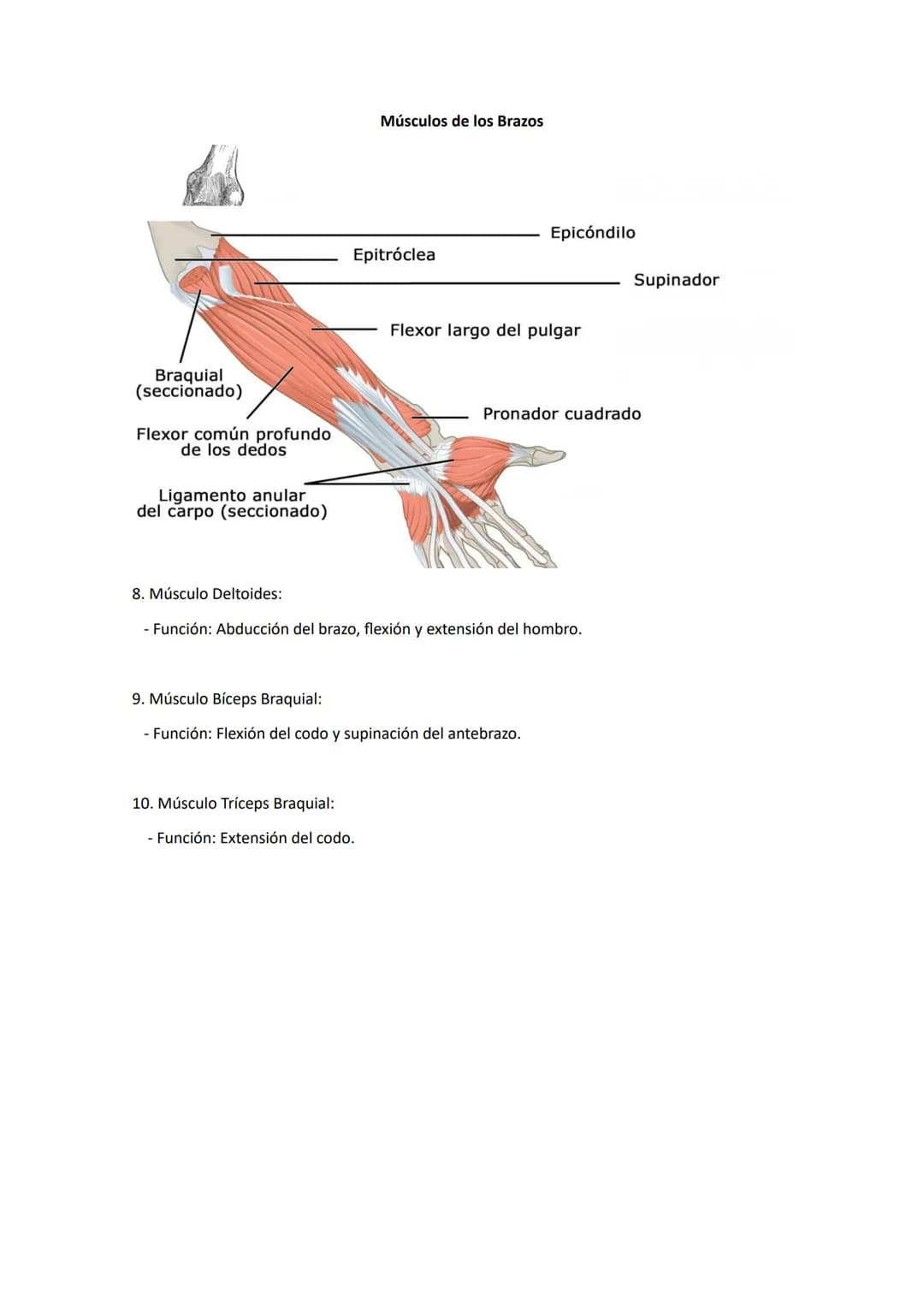 PRINCIPALES MÚSCULOS DEL CUERPO Y SUS FUNCIONES
Músculos de la Cabeza y el Cuello
Músculo temporal
Músculo masetero
(de la masticación)
Bucc