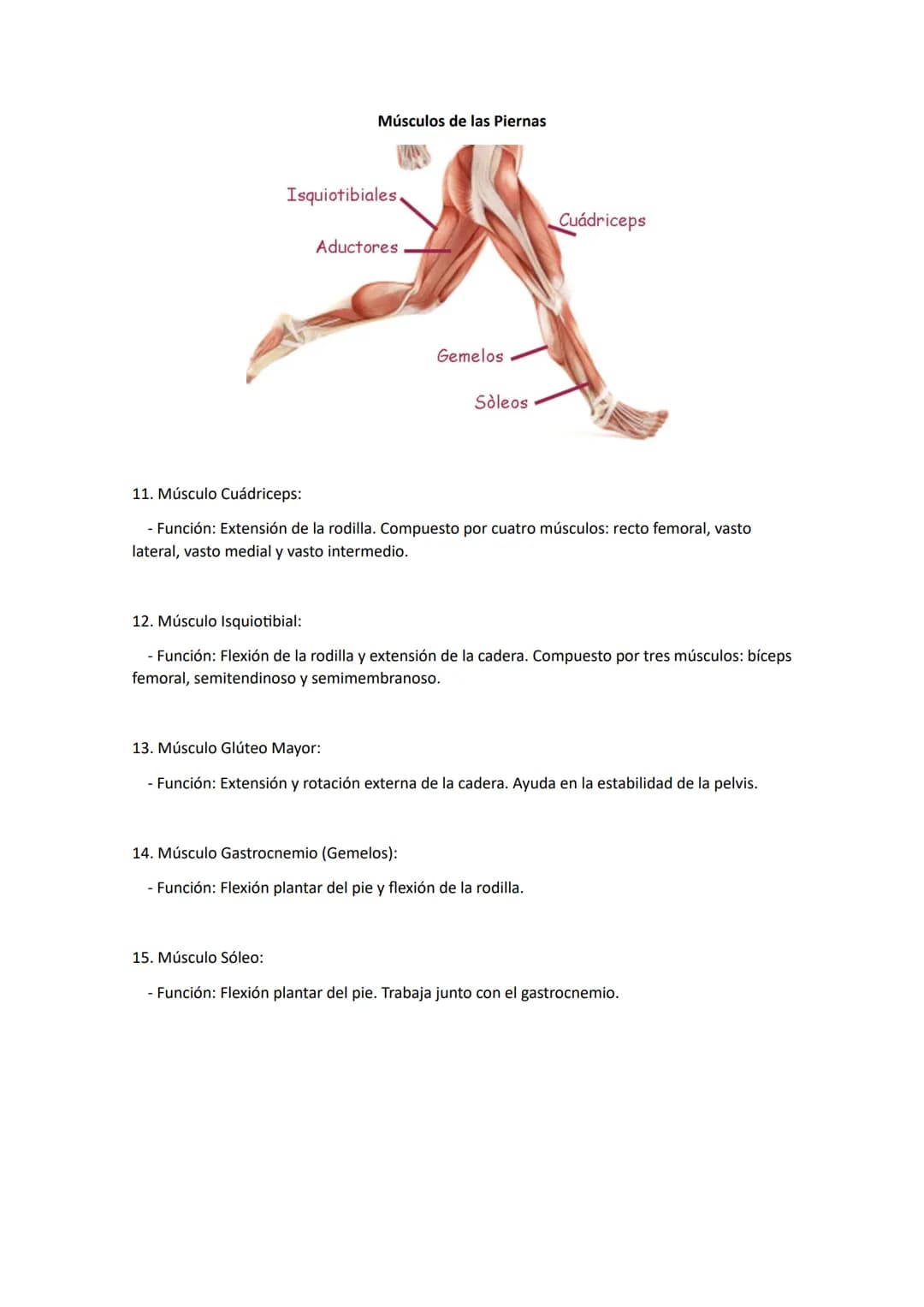 PRINCIPALES MÚSCULOS DEL CUERPO Y SUS FUNCIONES
Músculos de la Cabeza y el Cuello
Músculo temporal
Músculo masetero
(de la masticación)
Bucc