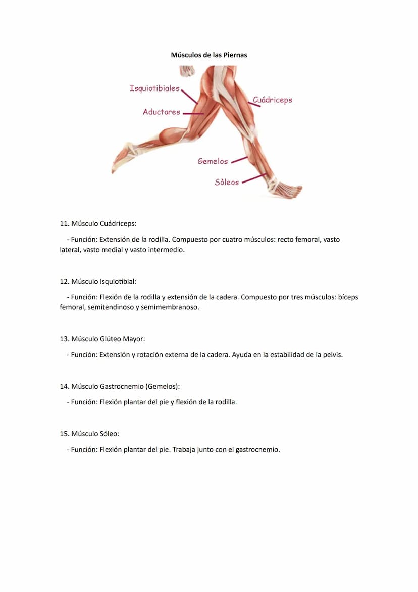 PRINCIPALES MÚSCULOS DEL CUERPO Y SUS FUNCIONES
Músculos de la Cabeza y el Cuello
Músculo temporal
Músculo masetero
(de la masticación)
Bucc