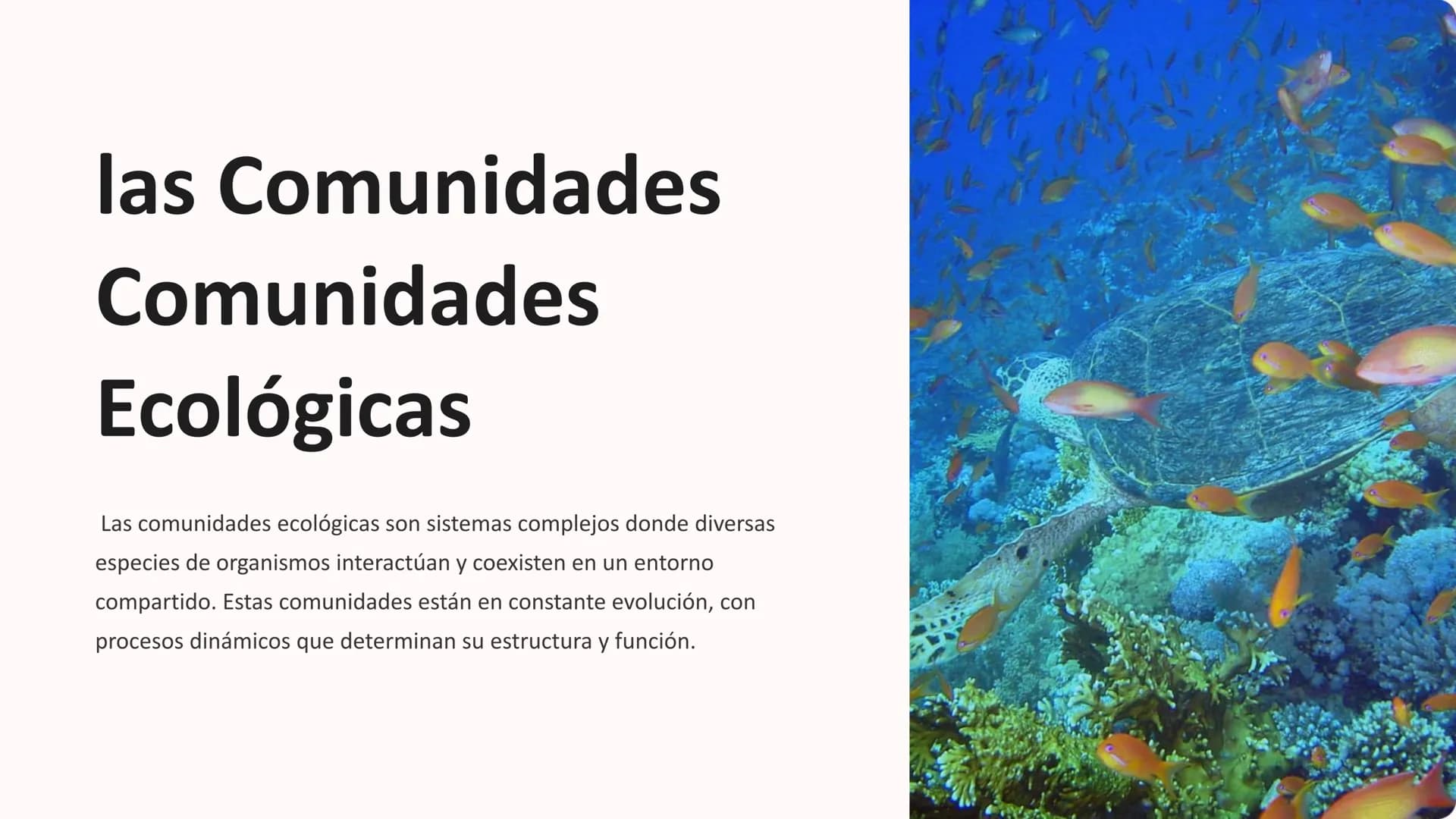 las Comunidades
Comunidades
Ecológicas
Las comunidades ecológicas son sistemas complejos donde diversas
especies de organismos interactúan y