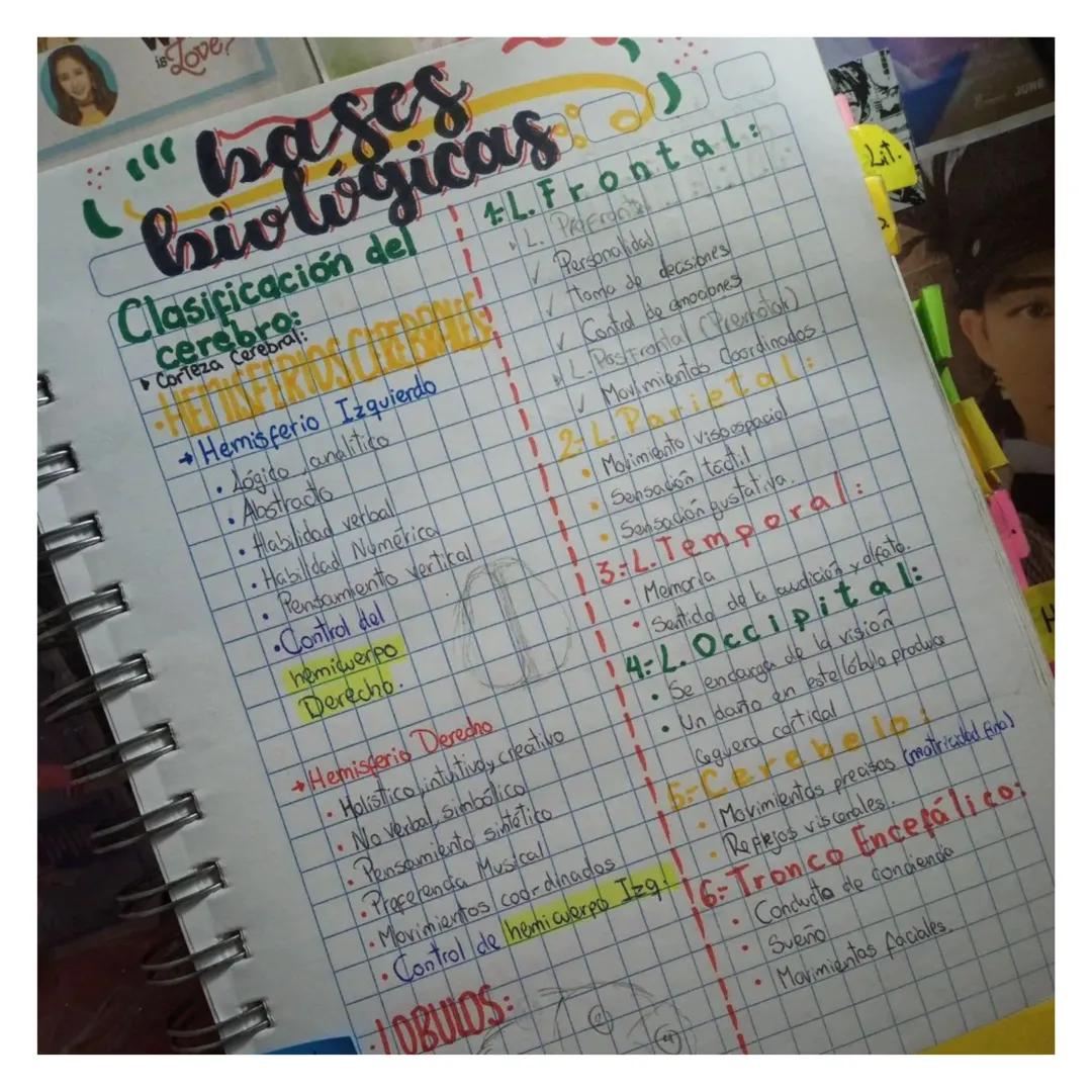 is Love?
"bases
biologicas
Clasificación del
cerebro:
FERIOS CEREBRALES
→Hemisferio Izquierdo
• Lógico analítico
•Abstracto
• Alabilidad ver