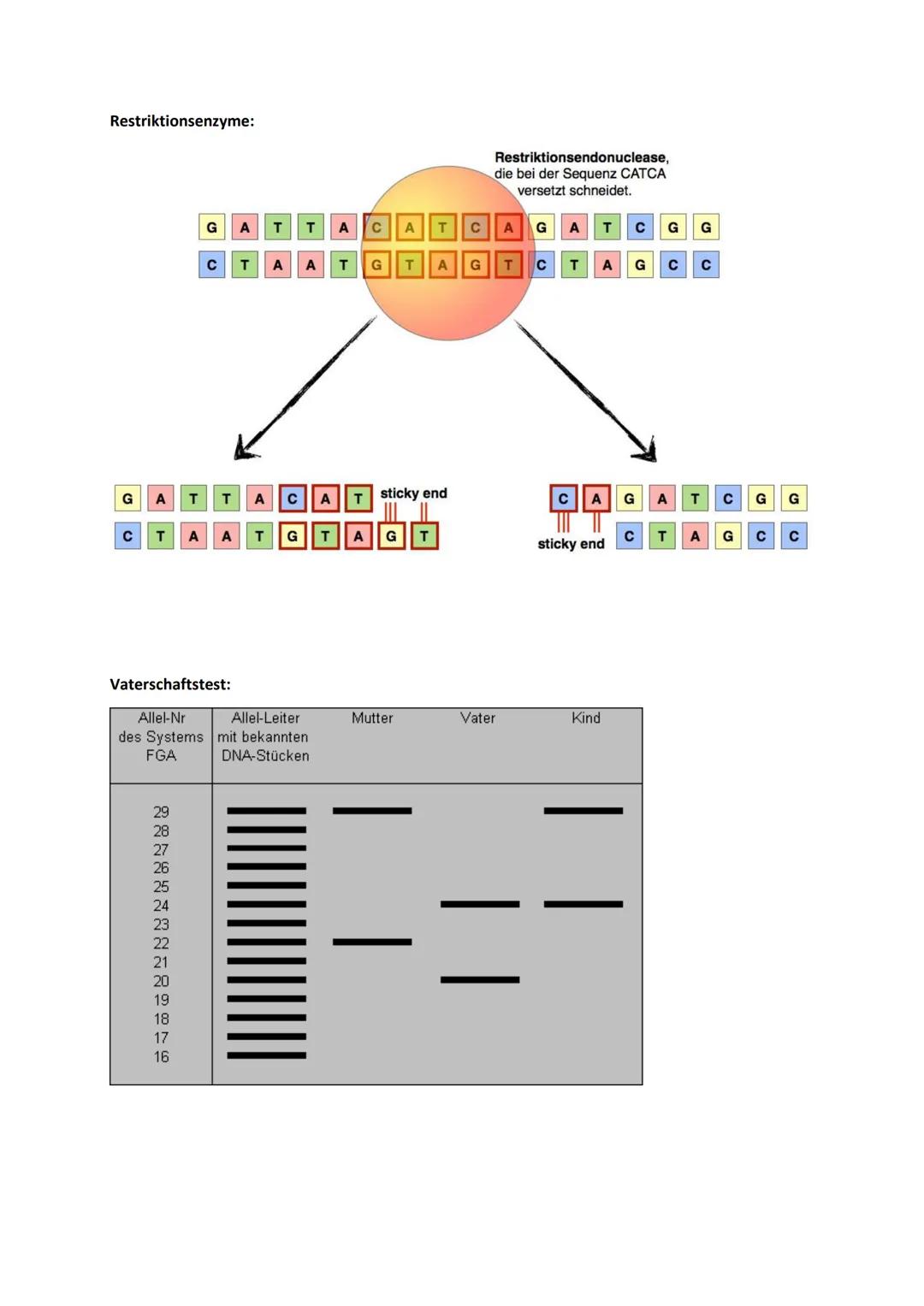 # Genetik

Begriffe Genetik:

Allel

Autosomen

Bakteriophagen

Codieren für etw.

Crossing-over

denaturieren

Dihybrider Erbgang

diploid
