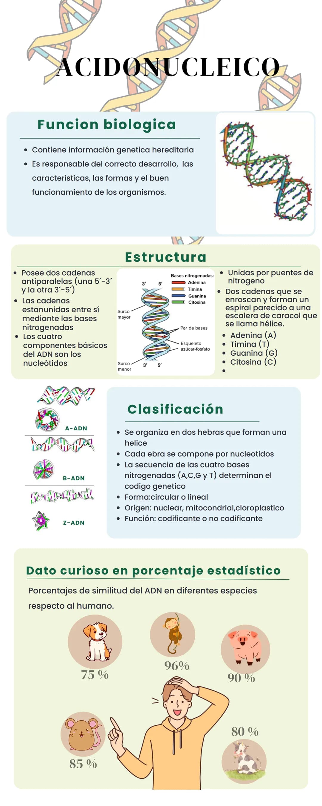 ACIDONUCLEICO
Funcion biologica
• Contiene información genetica hereditaria
• Es responsable del correcto desarrollo, las
características, l