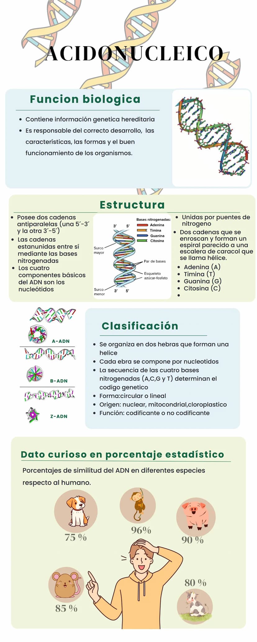 ACIDONUCLEICO
Funcion biologica
• Contiene información genetica hereditaria
• Es responsable del correcto desarrollo, las
características, l