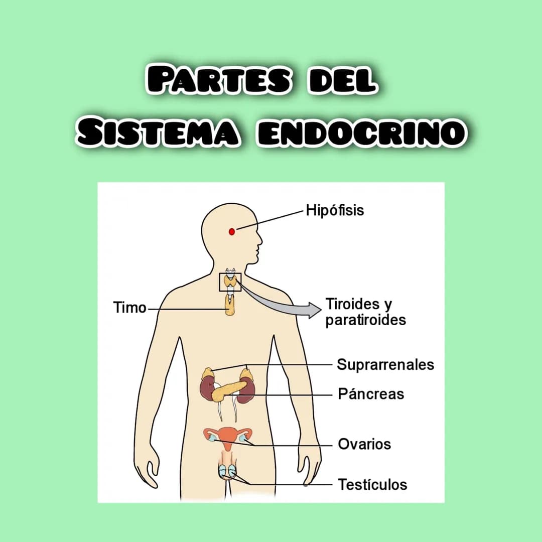 SISTEMA ENDOCRINO
- Son los órganos y glándulas
que se encargan de elaborar hormonas
y liberarlas en la sangre
para que asi lleguen a los te
