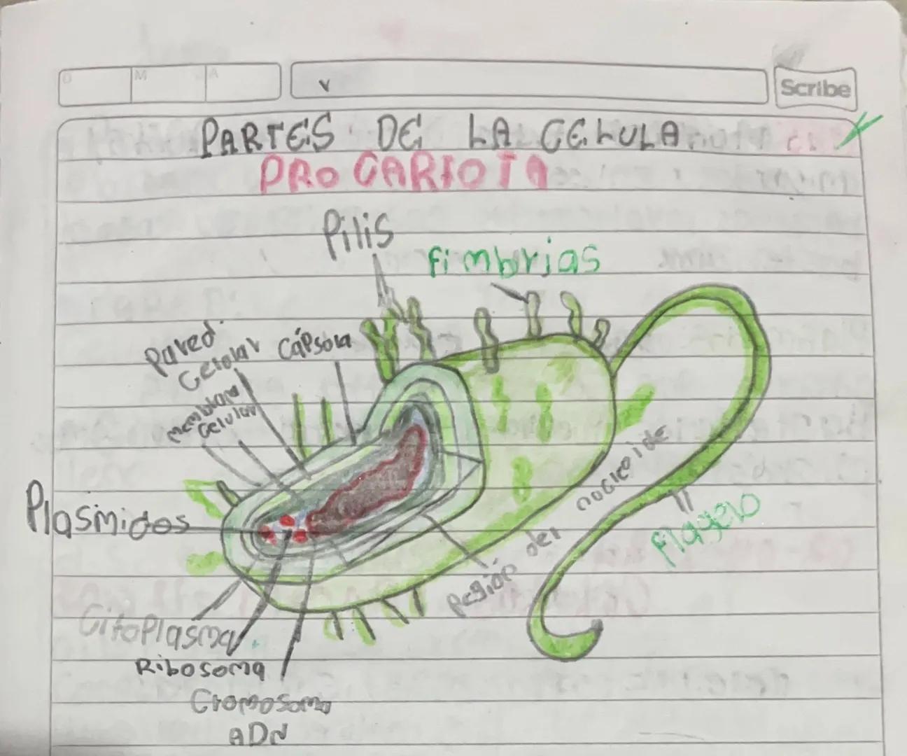 M
A
V
PARTES DE LA CELULA
PRO CARIOT
Pilis fimbrias
Pared
Gelolar Capsola
Membrane
Celular
Plasmides
Citoplasma
Ribosoma
Cromosomo
ADN
Regio