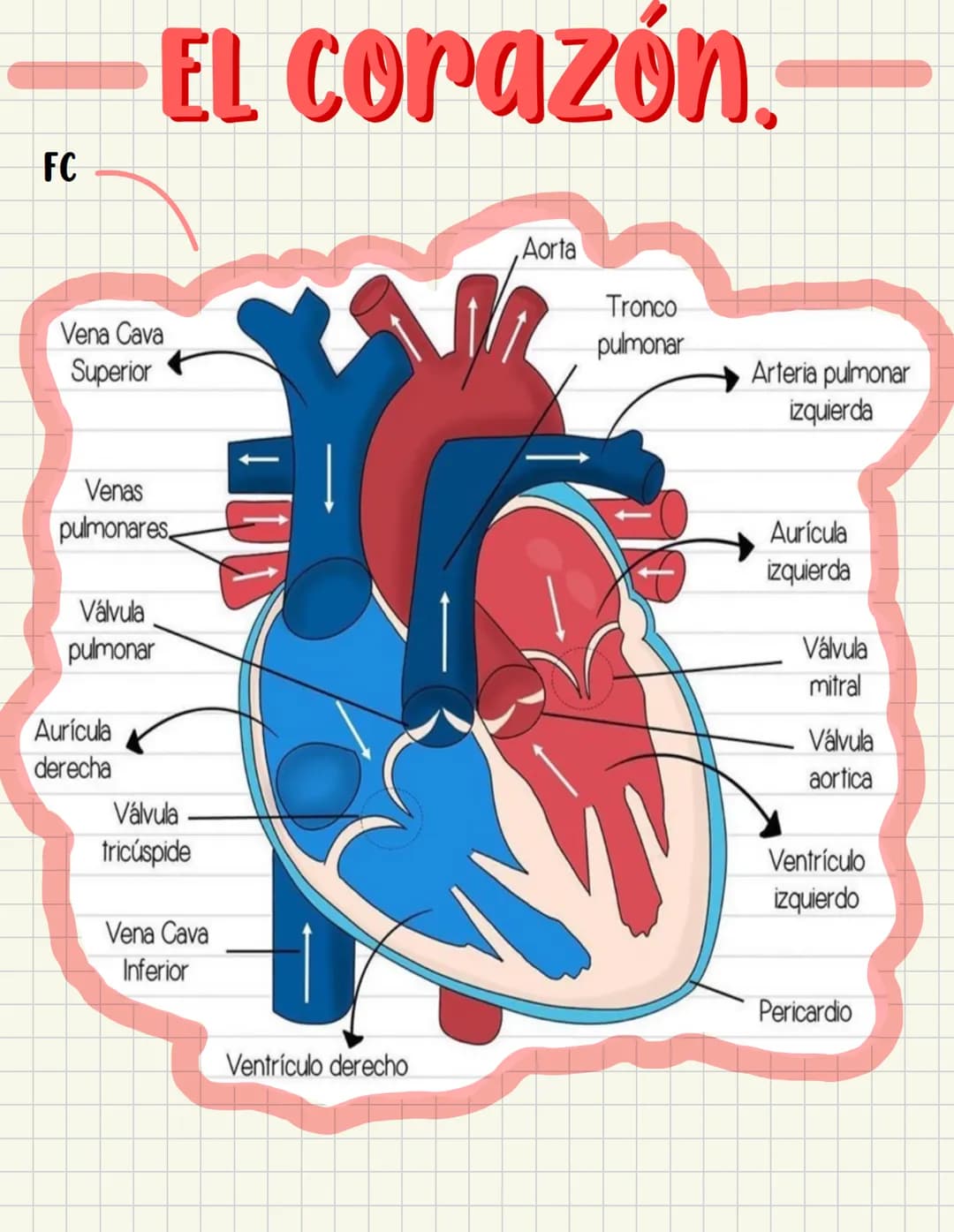 PRIMEROS
AUXILIOS Primeros auxILIOS
Los primeros auxilios son muy importantes, ya que de los
primeros minutos dependerá el pronóstico de la 