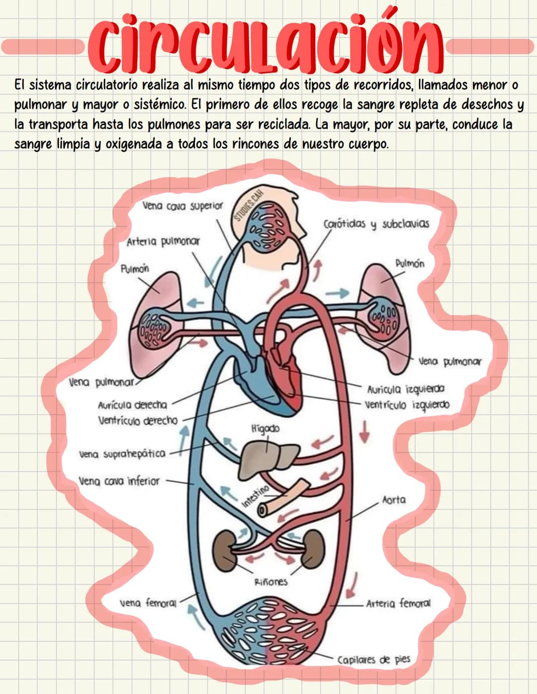 PRIMEROS
AUXILIOS Primeros auxILIOS
Los primeros auxilios son muy importantes, ya que de los
primeros minutos dependerá el pronóstico de la 