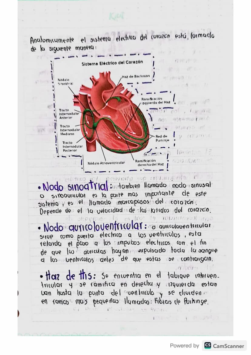 •: Sistema Eléctrico":
bd p
El corazón es un musculo que se contrae en una
Secvencio arritmia durante toda la vida. El sistema
electrico est