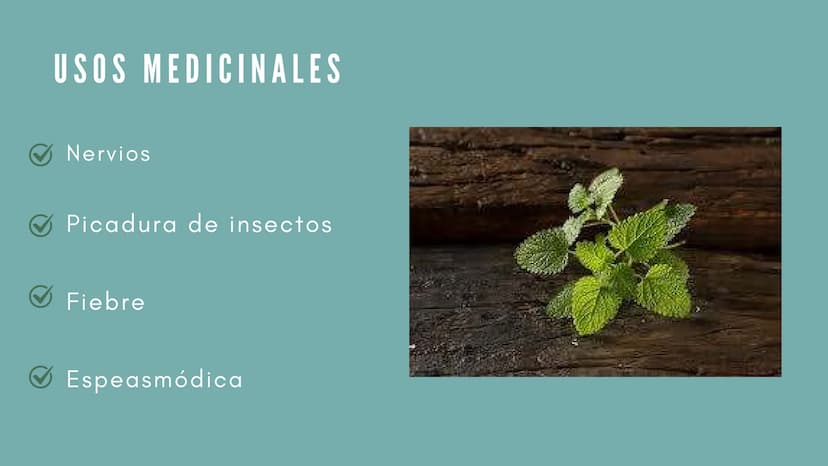 JENGIBRE
Planta con valor medicinal
y
culinario en muchas
partes del mundo
Nombre científico: Zingiber
Officinale Roscoe
• Nombre común: Jen