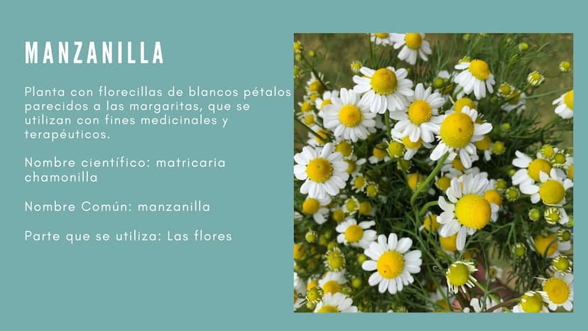 JENGIBRE
Planta con valor medicinal
y
culinario en muchas
partes del mundo
Nombre científico: Zingiber
Officinale Roscoe
• Nombre común: Jen