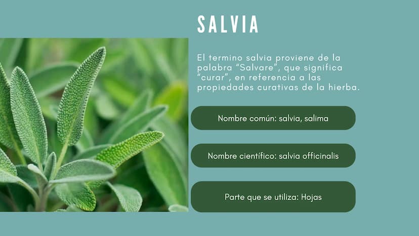 JENGIBRE
Planta con valor medicinal
y
culinario en muchas
partes del mundo
Nombre científico: Zingiber
Officinale Roscoe
• Nombre común: Jen