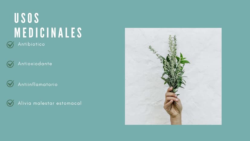 JENGIBRE
Planta con valor medicinal
y
culinario en muchas
partes del mundo
Nombre científico: Zingiber
Officinale Roscoe
• Nombre común: Jen