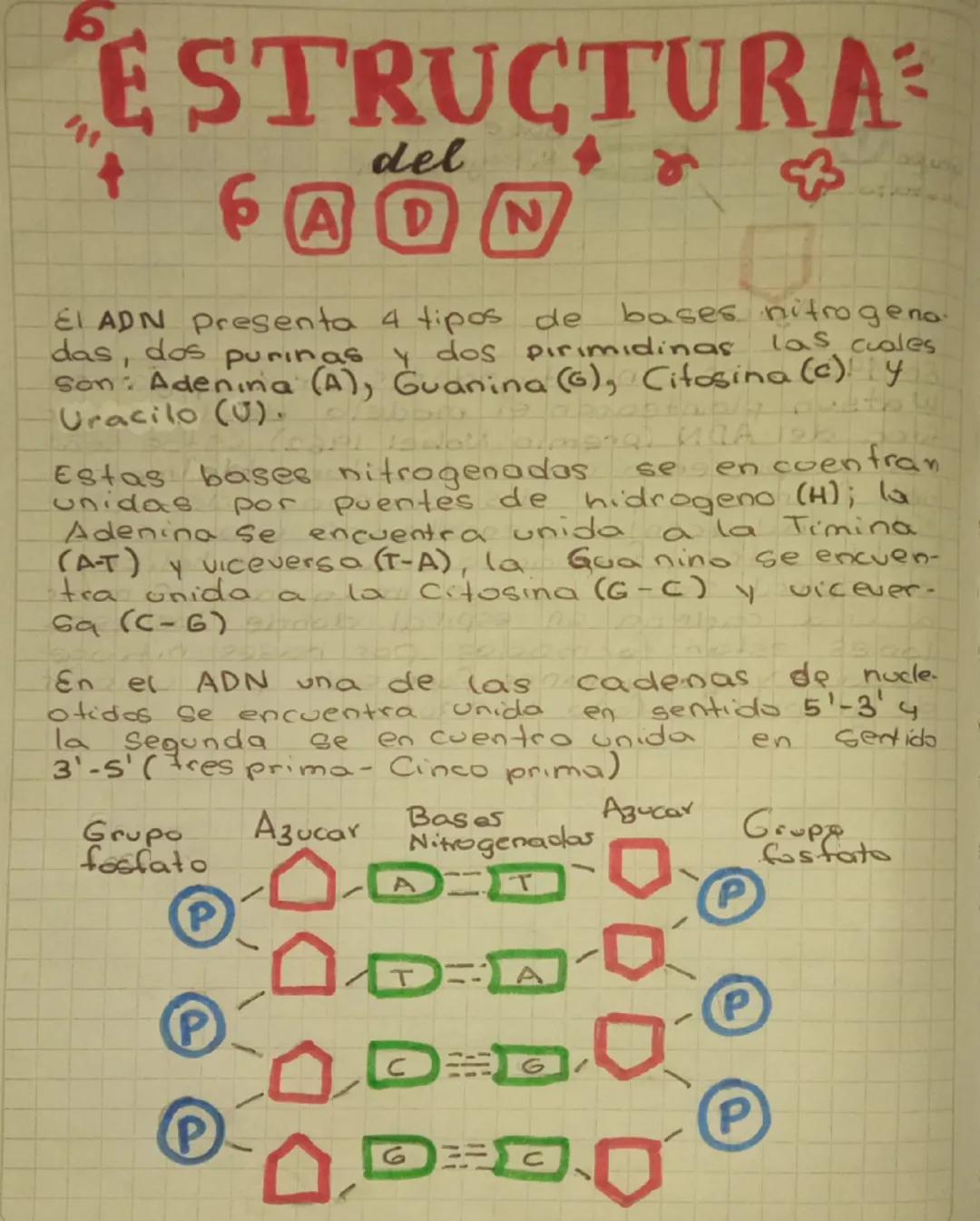 acidos
nucleicos
los acidos nucleicos son acido deso
xirribonucleico (ADN) y el acido ri-
bunucleico (ARN)
Son dos moleculas de gran tama-
n