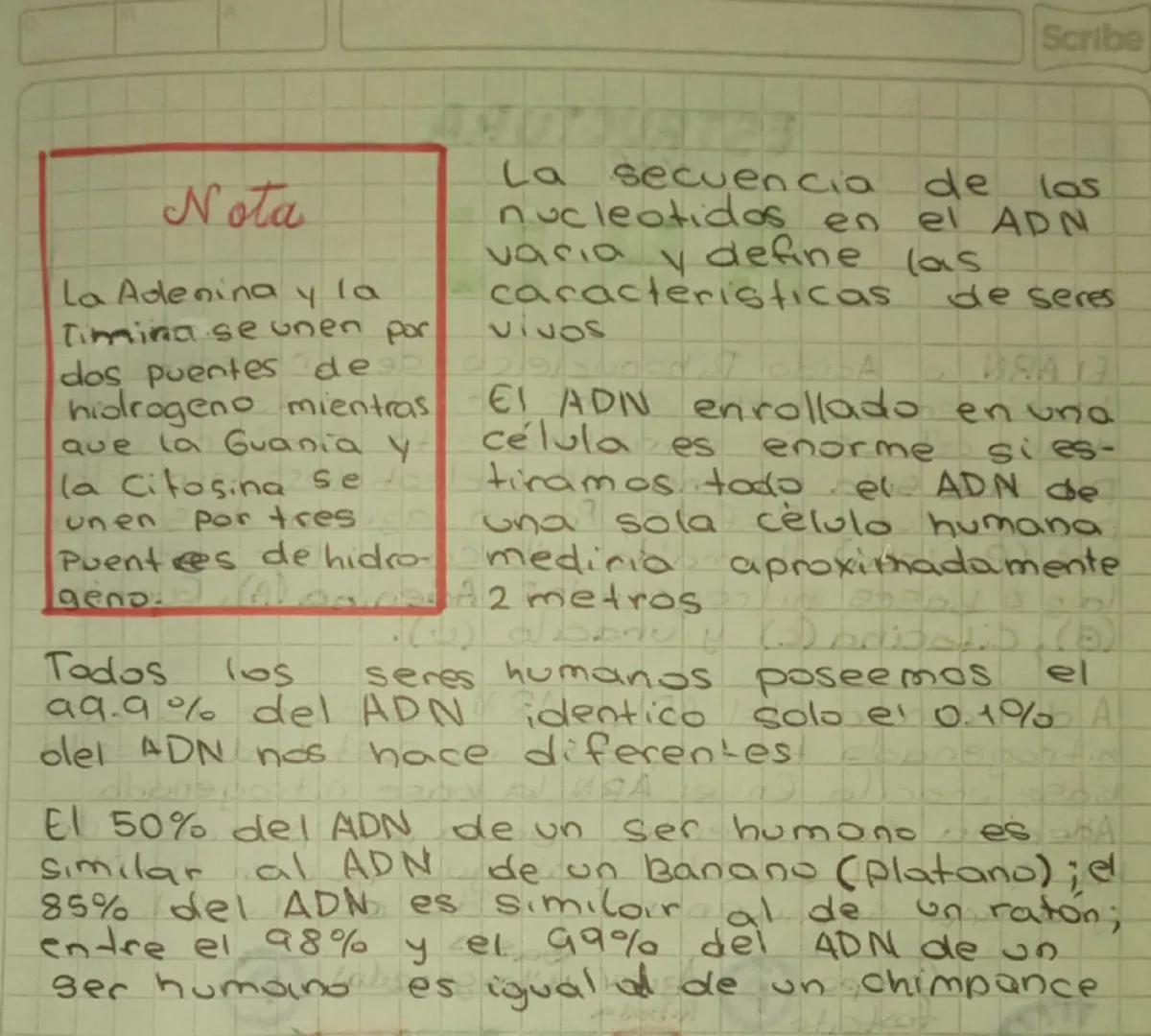 acidos
nucleicos
los acidos nucleicos son acido deso
xirribonucleico (ADN) y el acido ri-
bunucleico (ARN)
Son dos moleculas de gran tama-
n