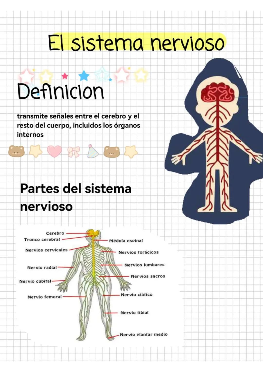 El sistema nervioso
Definicion
transmite señales entre el cerebro y el
resto del cuerpo, incluidos los órganos
internos
Partes del sistema
n