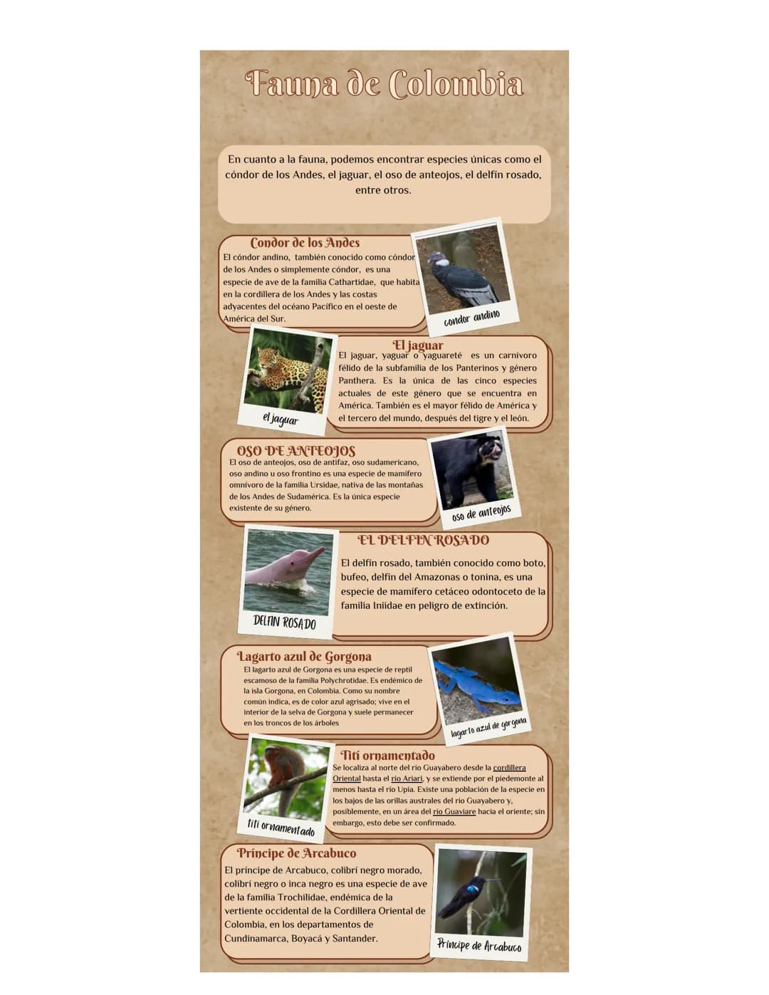 Fauna de Colombia
En cuanto a la fauna, podemos encontrar especies únicas como el
cóndor de los Andes, el jaguar, el oso de anteojos, el del