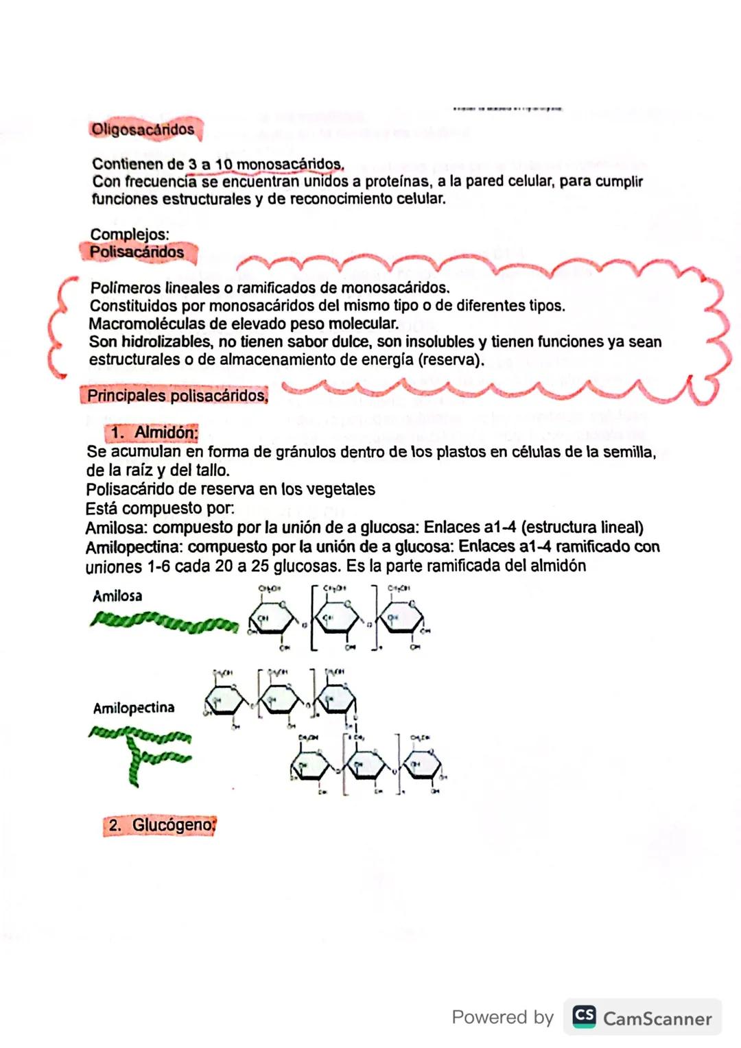 Biología grado 11 - Oligosacáridos y Polisacáridos