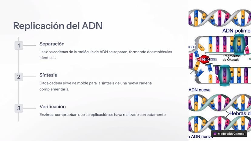 om
eamstime
damsti
ID 1396
drea
Introducción al ADN
El ácido desoxirribonucleico (ADN) es la molécula fundamental de la vida,
presente en to