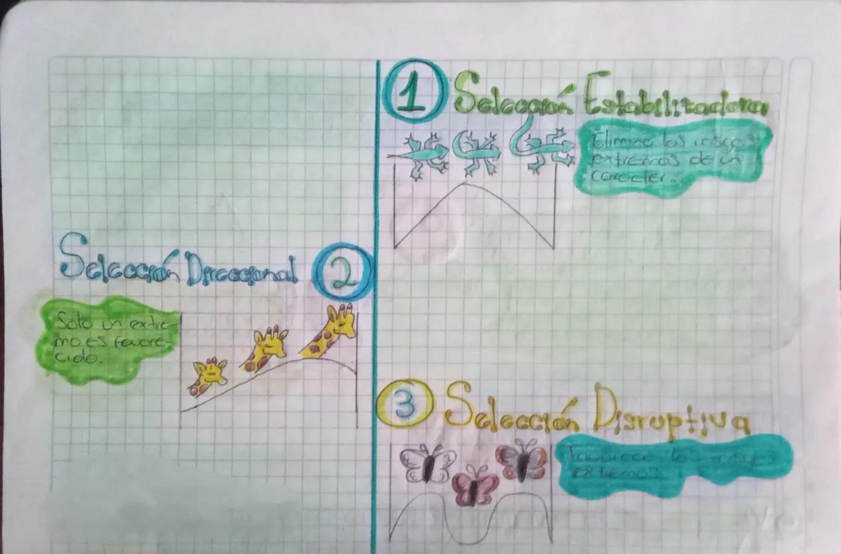 # La Selecerón Natural

Charles Darwin fue el primero
En ofrecer oudencias poro
explicor este mecanismo
que hace posible la evolución

La se