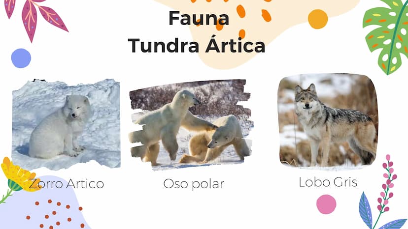 Tundra
Características, tipos, clima, flora y
fauna Características
Clima
sumamente frío
Poca
precipitación
Fuertes vientos
Suelo pobre en
n