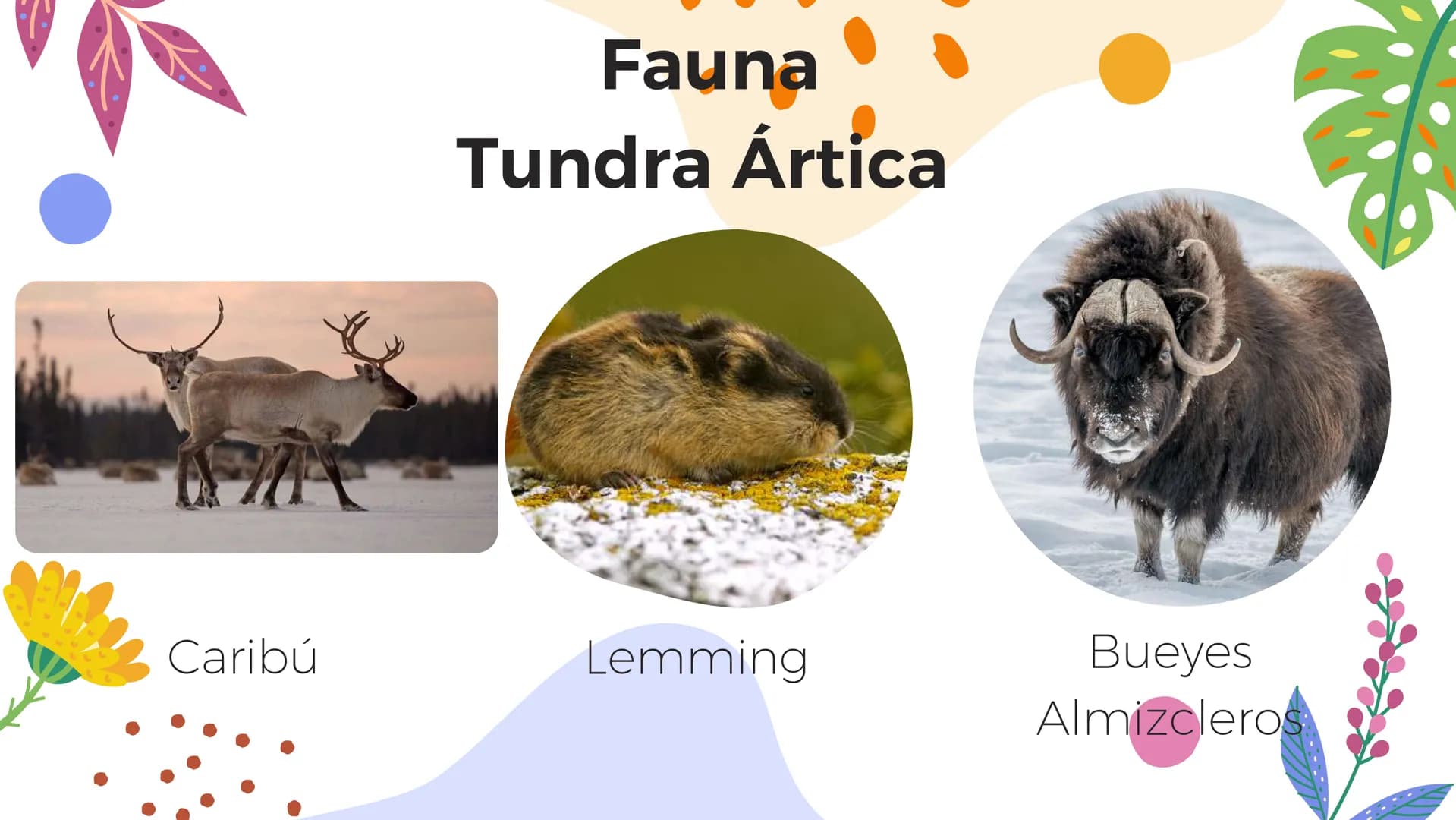 Tundra
Características, tipos, clima, flora y
fauna Características
Clima
sumamente frío
Poca
precipitación
Fuertes vientos
Suelo pobre en
n