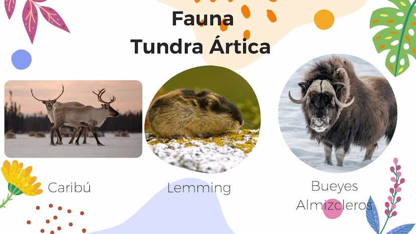 Tundra
Características, tipos, clima, flora y
fauna Características
Clima
sumamente frío
Poca
precipitación
Fuertes vientos
Suelo pobre en
n