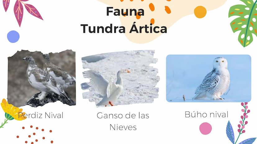 Tundra
Características, tipos, clima, flora y
fauna Características
Clima
sumamente frío
Poca
precipitación
Fuertes vientos
Suelo pobre en
n