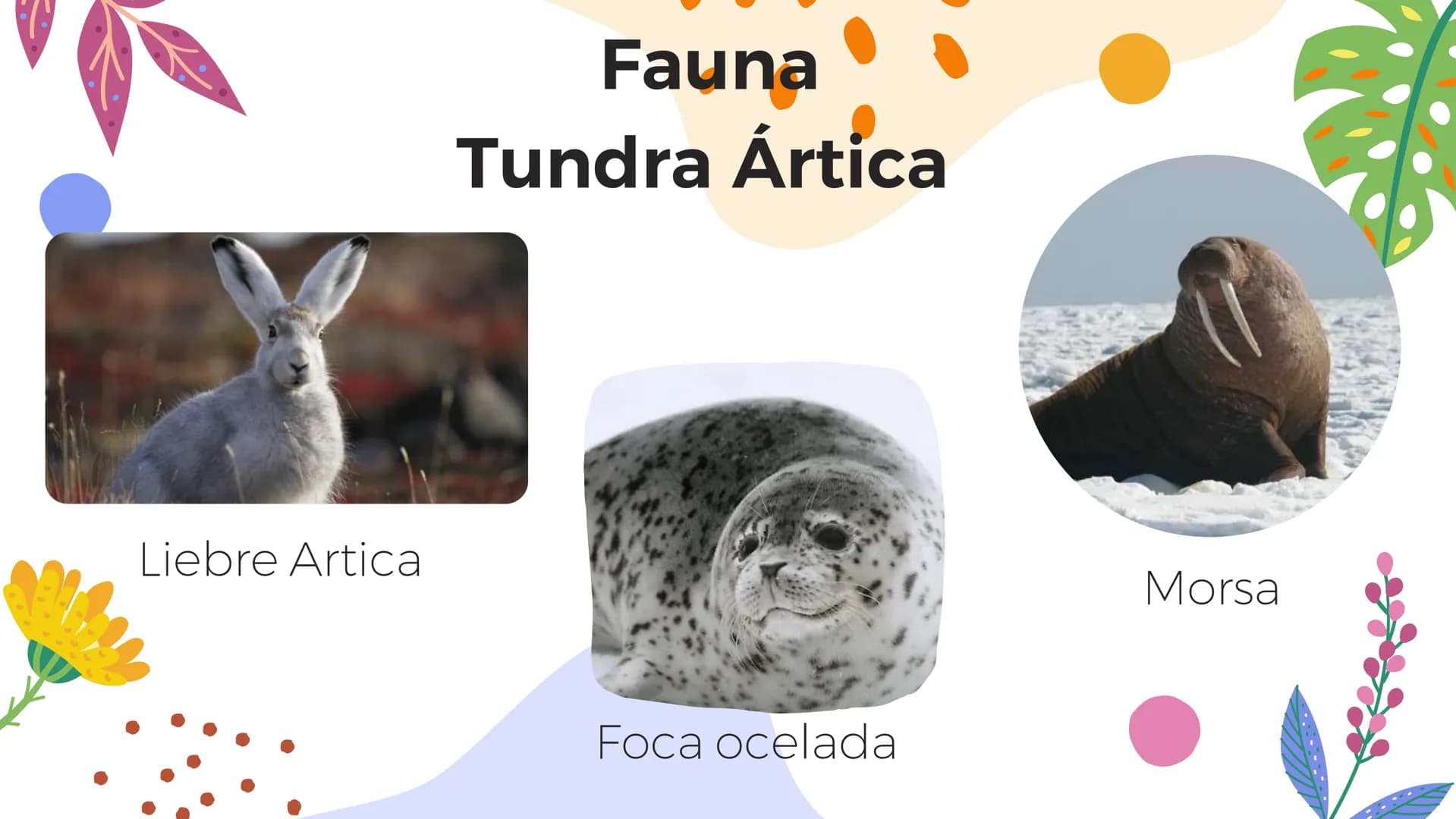 Tundra
Características, tipos, clima, flora y
fauna Características
Clima
sumamente frío
Poca
precipitación
Fuertes vientos
Suelo pobre en
n
