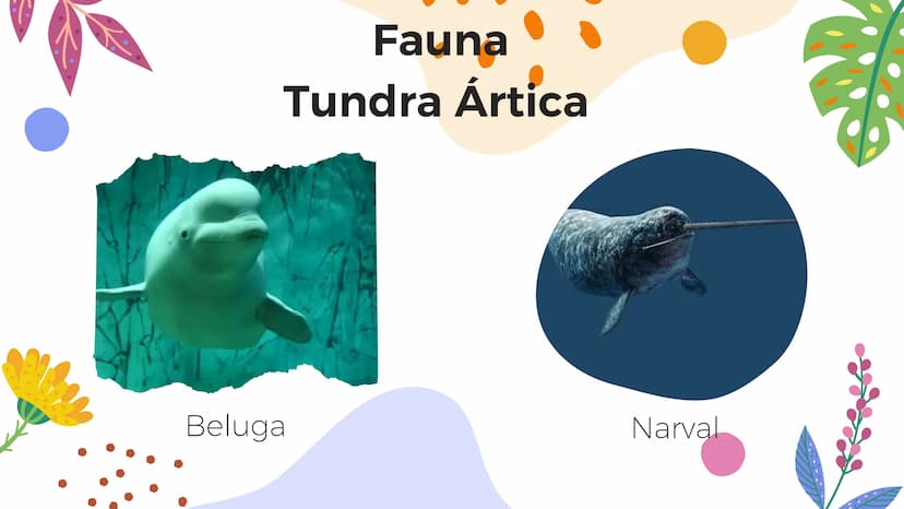 Tundra
Características, tipos, clima, flora y
fauna Características
Clima
sumamente frío
Poca
precipitación
Fuertes vientos
Suelo pobre en
n