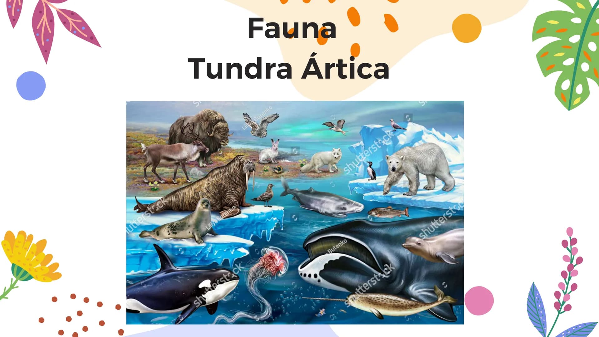 Tundra
Características, tipos, clima, flora y
fauna Características
Clima
sumamente frío
Poca
precipitación
Fuertes vientos
Suelo pobre en
n
