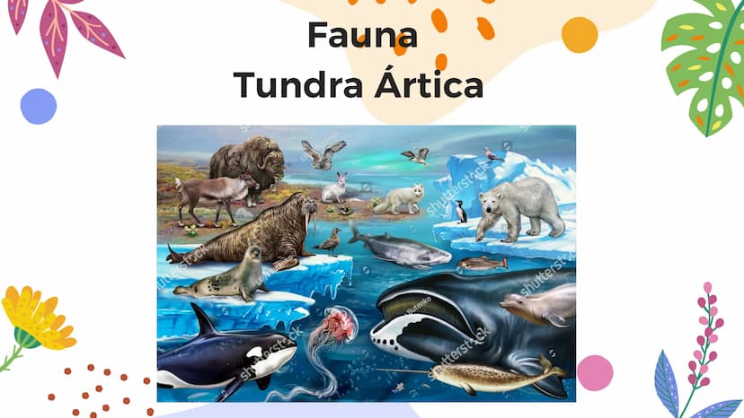 Tundra
Características, tipos, clima, flora y
fauna Características
Clima
sumamente frío
Poca
precipitación
Fuertes vientos
Suelo pobre en
n
