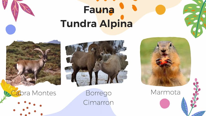 Tundra
Características, tipos, clima, flora y
fauna Características
Clima
sumamente frío
Poca
precipitación
Fuertes vientos
Suelo pobre en
n