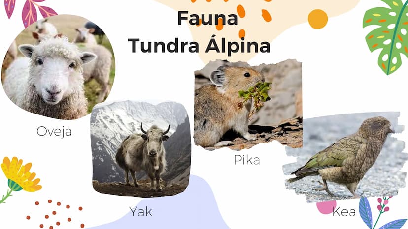 Tundra
Características, tipos, clima, flora y
fauna Características
Clima
sumamente frío
Poca
precipitación
Fuertes vientos
Suelo pobre en
n