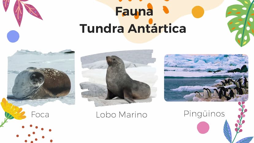Tundra
Características, tipos, clima, flora y
fauna Características
Clima
sumamente frío
Poca
precipitación
Fuertes vientos
Suelo pobre en
n