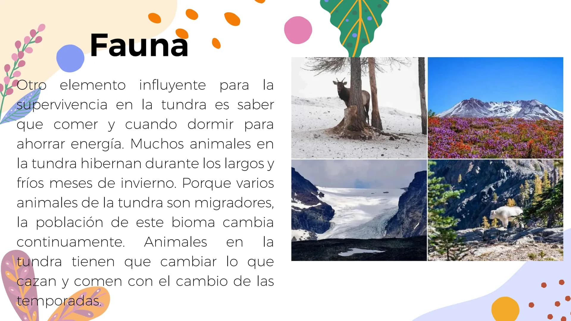 Tundra
Características, tipos, clima, flora y
fauna Características
Clima
sumamente frío
Poca
precipitación
Fuertes vientos
Suelo pobre en
n