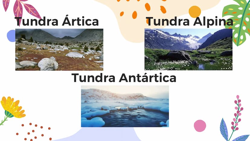 Tundra
Características, tipos, clima, flora y
fauna Características
Clima
sumamente frío
Poca
precipitación
Fuertes vientos
Suelo pobre en
n